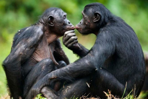 Vědci: komunikace monkeys bonobo s sebou - přechodná vazba na lidskou řeč